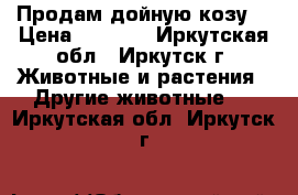  Продам дойную козу. › Цена ­ 6 500 - Иркутская обл., Иркутск г. Животные и растения » Другие животные   . Иркутская обл.,Иркутск г.